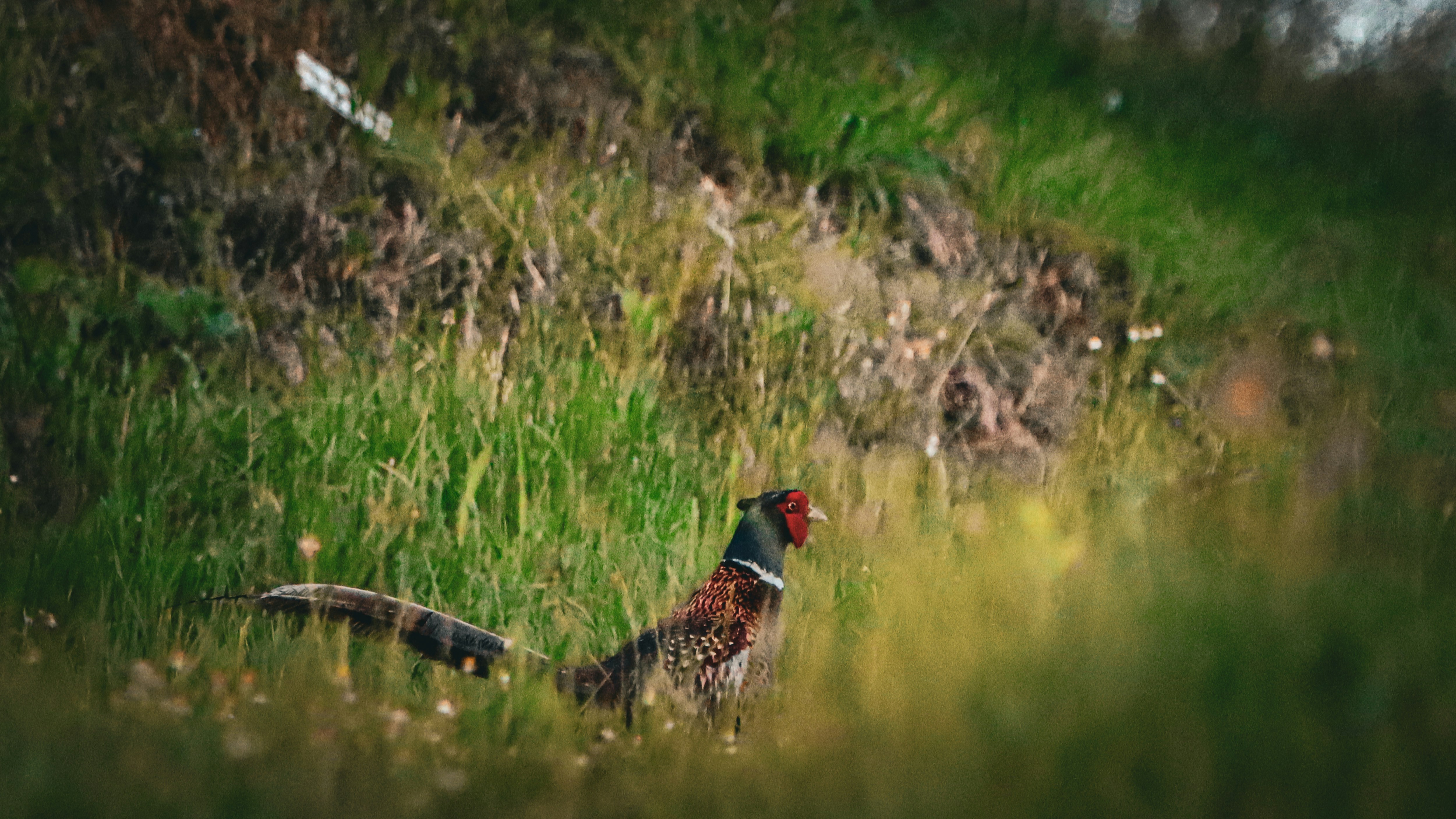 Youth Pheasant Hunt Opens Oct. 4-5 Across North Dakota