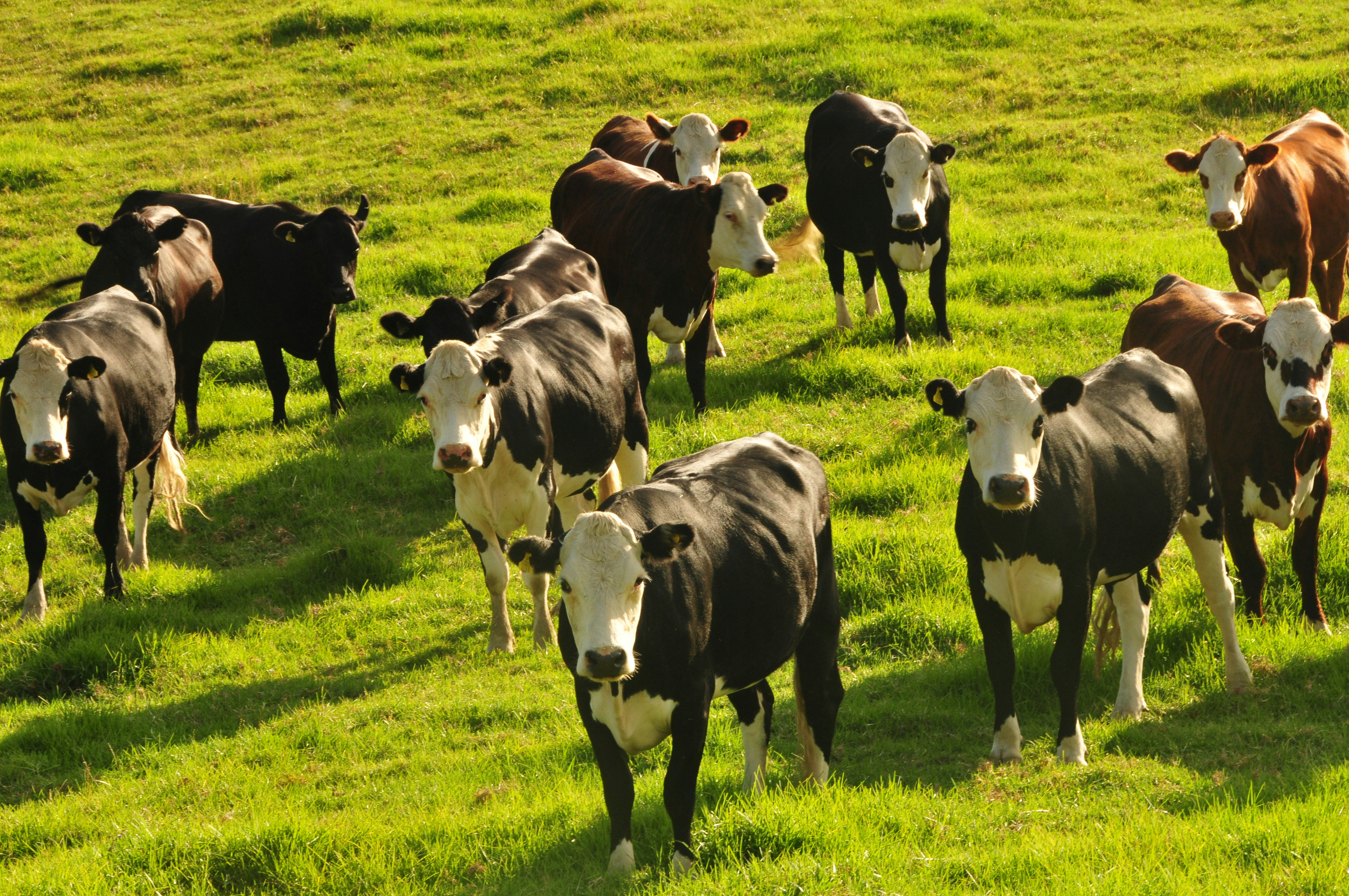 ND Greenlights Riverview Farms Mega Dairy Plan